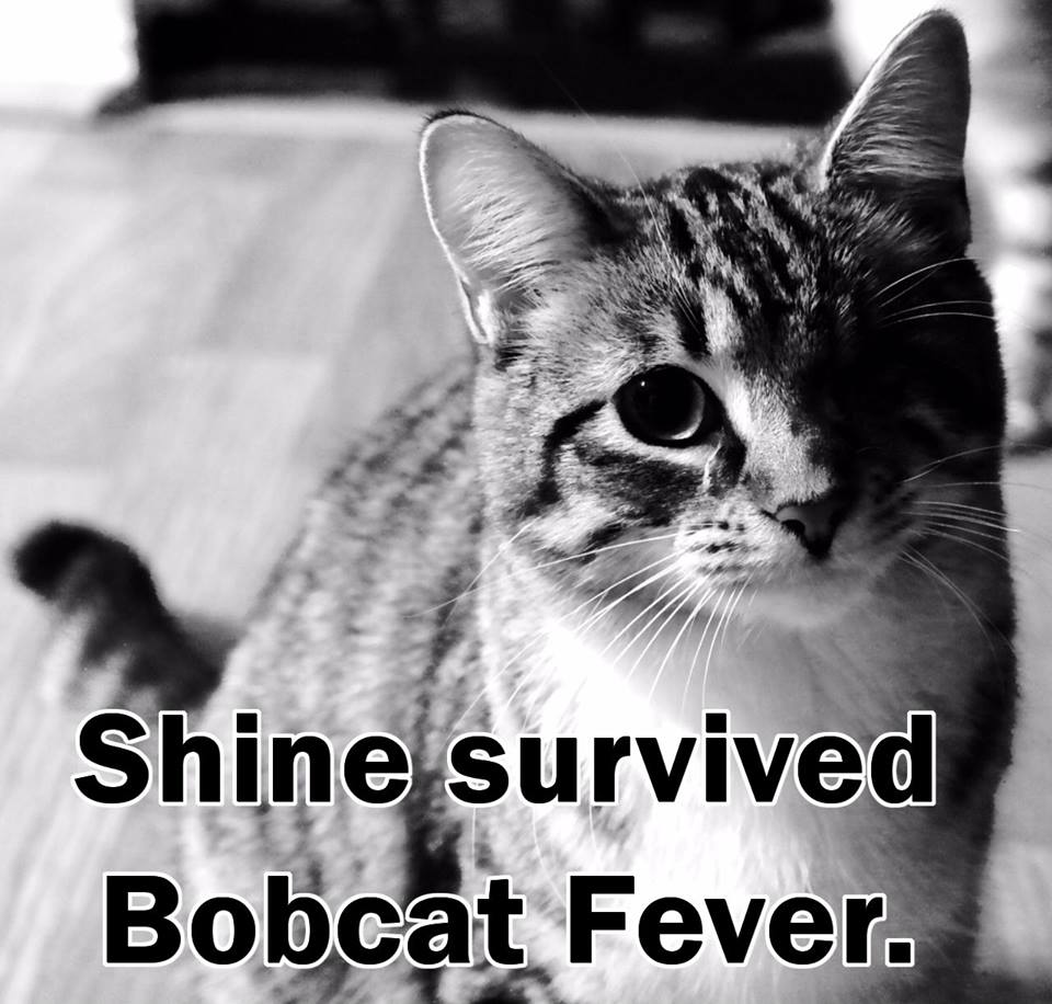Bobcat Fever in Northwest Arkansas Cats Crossover Veterinary Clinic
