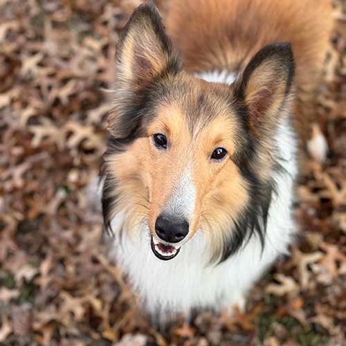 Dental Care Services