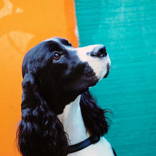 Dermatology Services