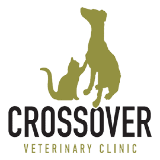 Veterinary Blog