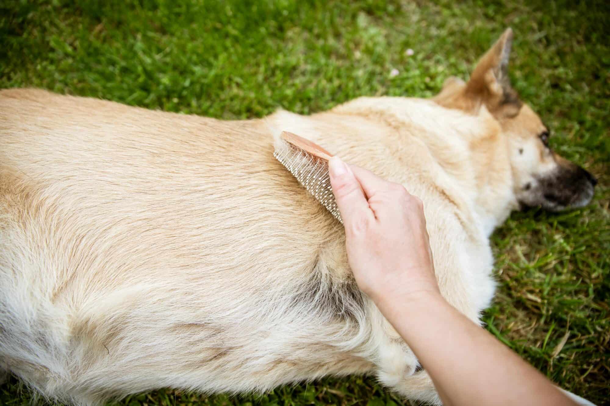 dog being groomed.