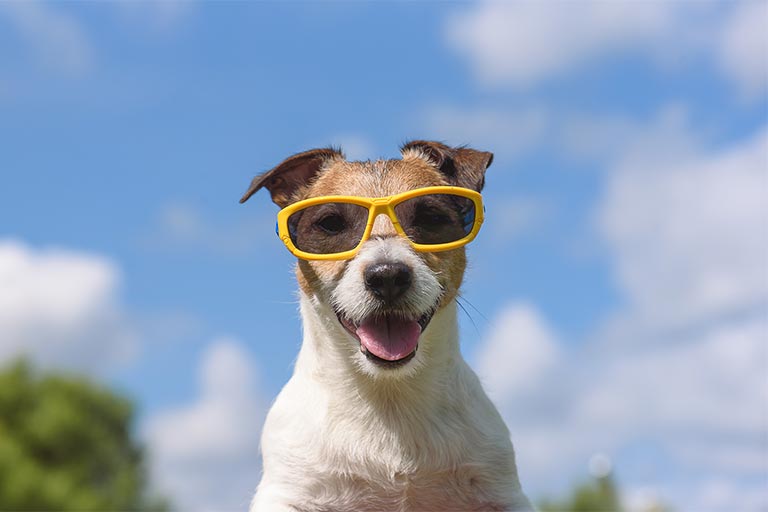 A dog shaking his head.
