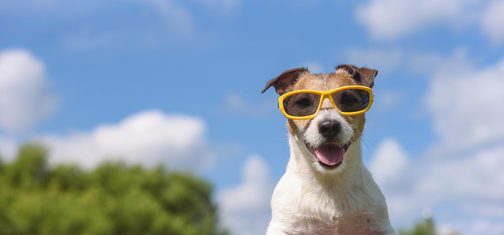 The Dangers of Foxtails and Other Summer Hazards for Dogs