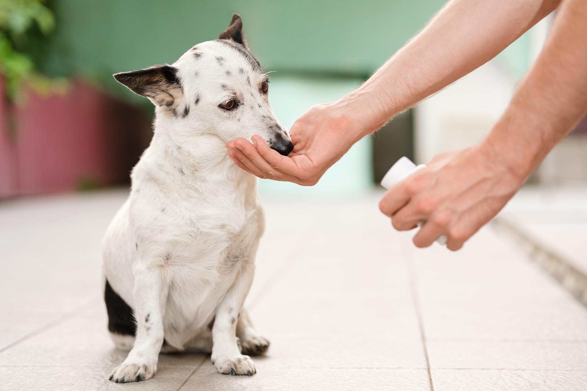 Dog taking a pill