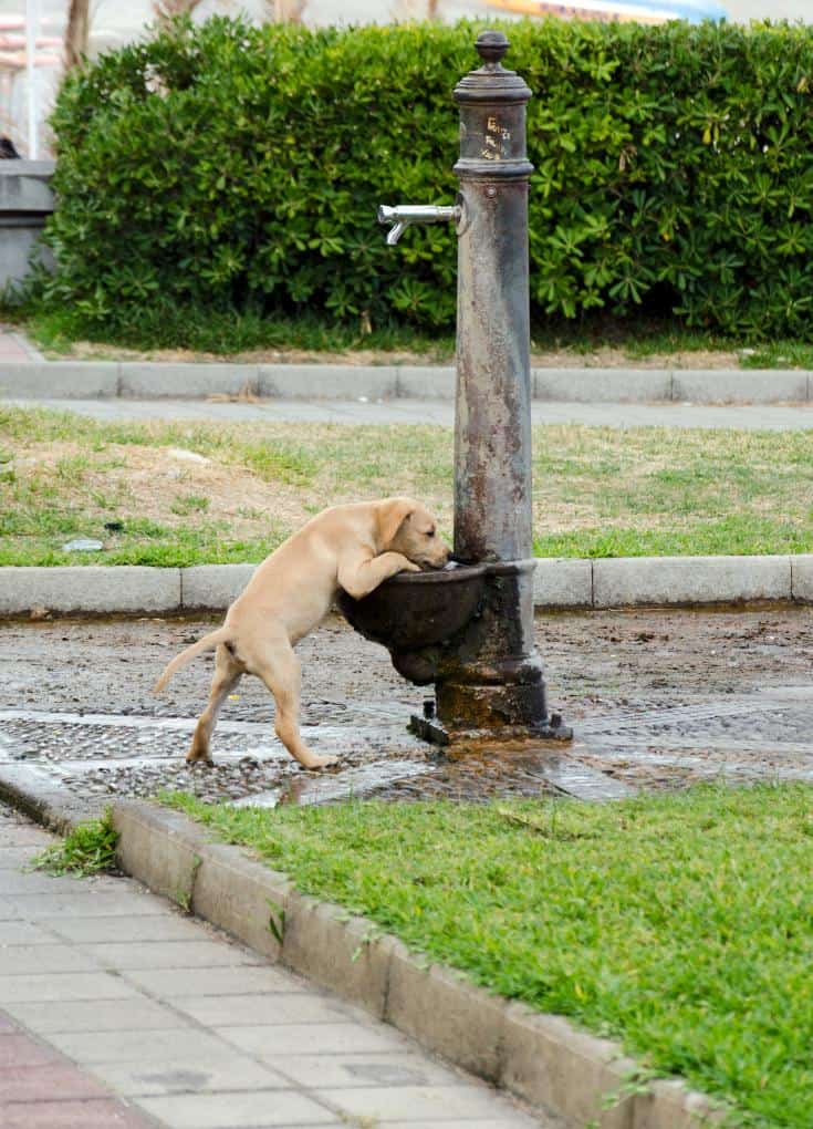 dog drinking out of fountain.