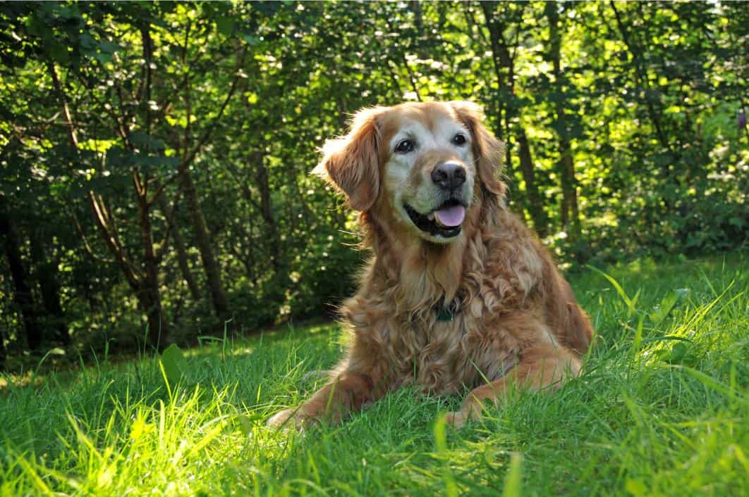 older golden retriever lying in grass.
