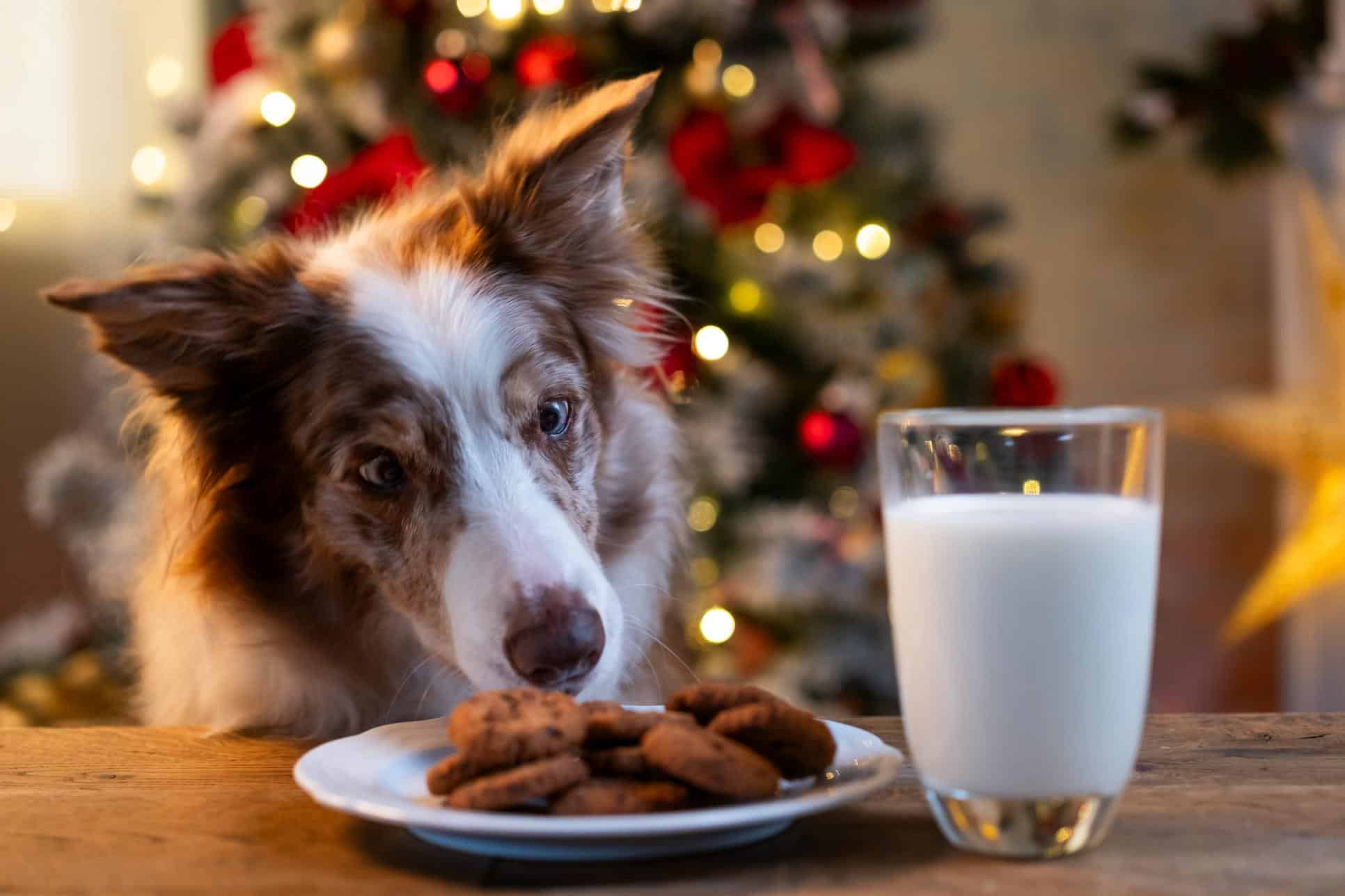 dog looking at milk & cookies.