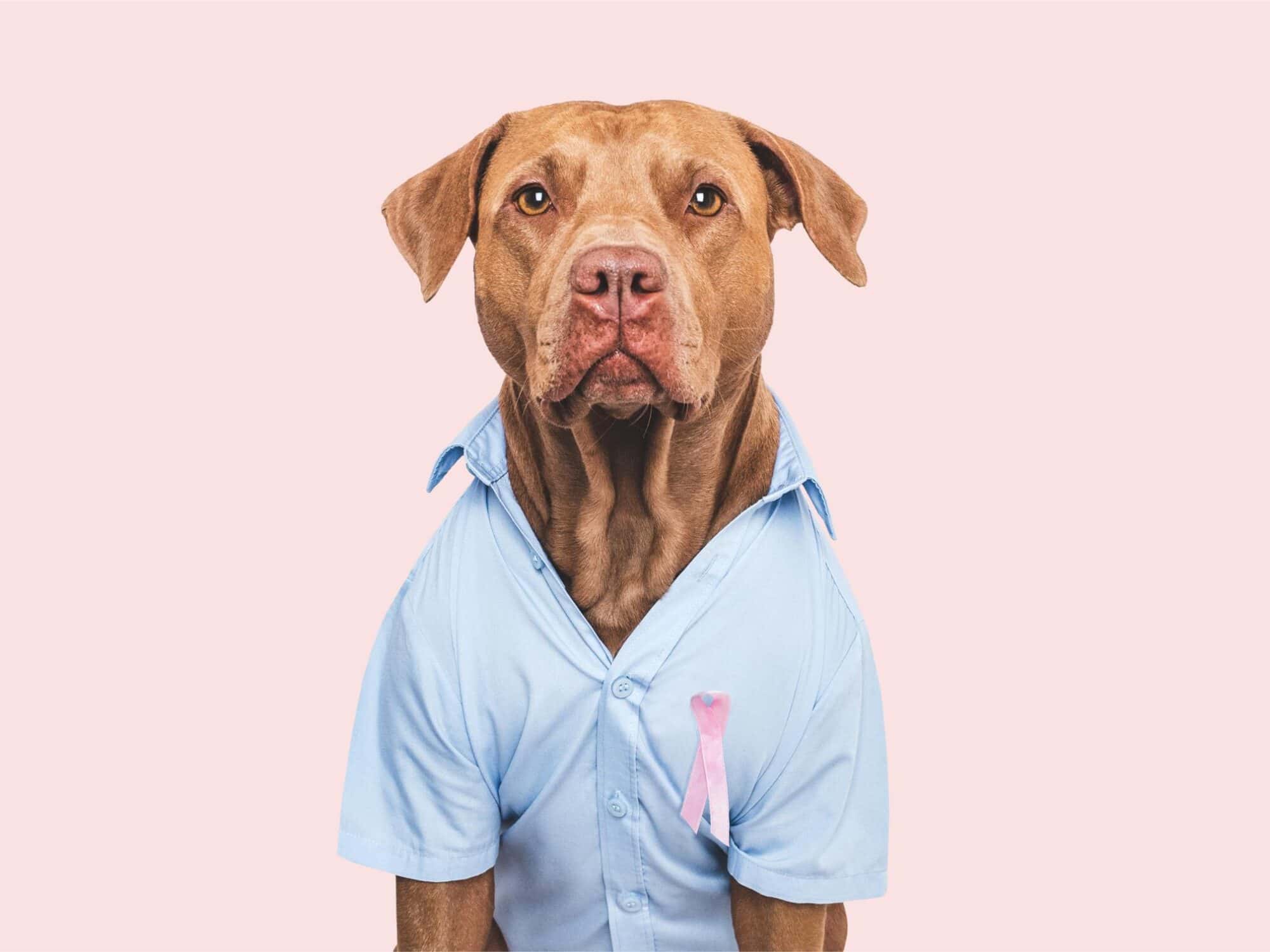 When to Consider Veterinary Oncology: Signs, Options, and Support