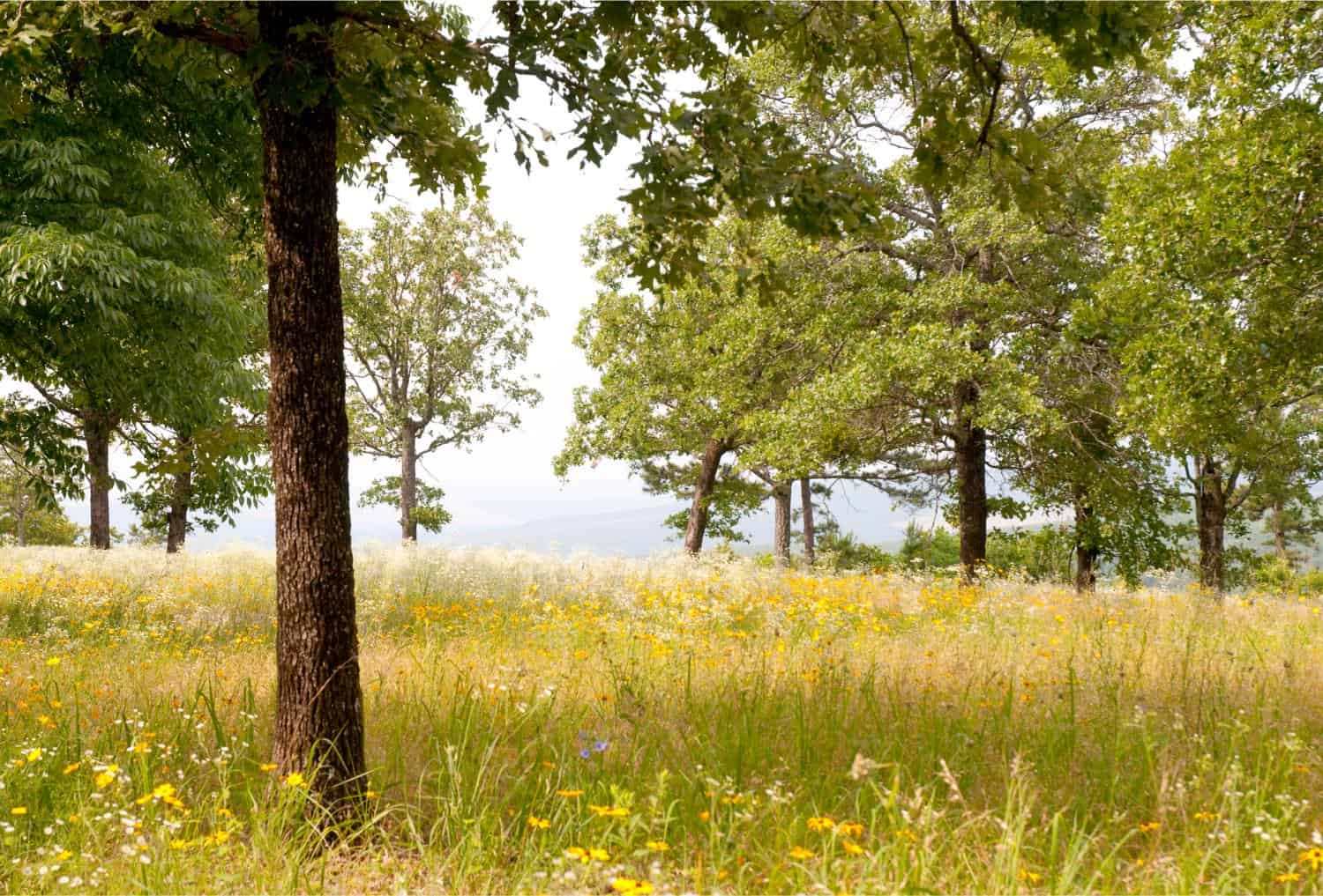 Ozark Tick Wake-Up: March Emergence of Lone Star Ticks and Early Ehrlichia