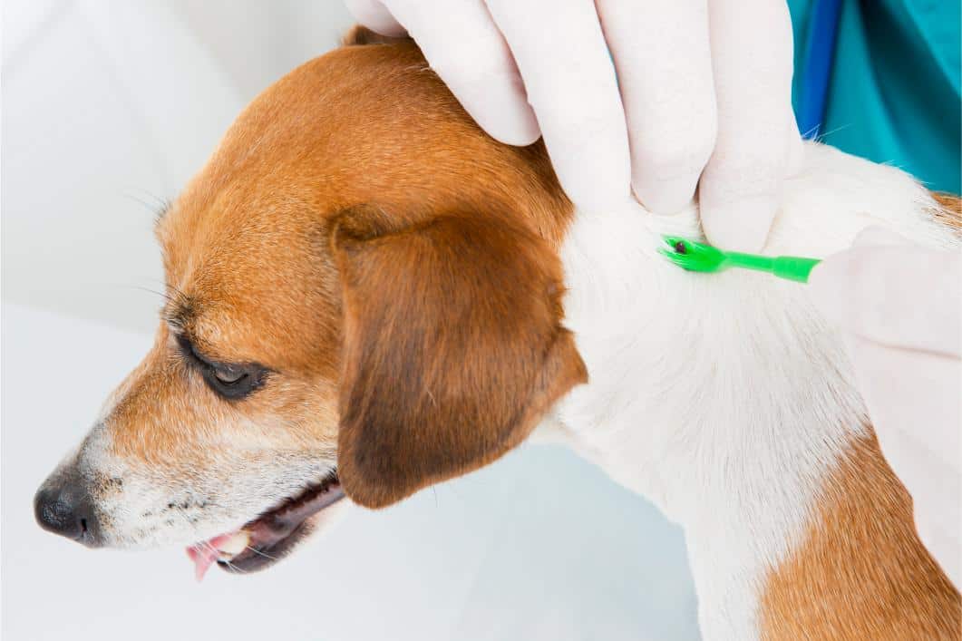 Tick Paralysis in Pets: Rare but Serious Spring Cases