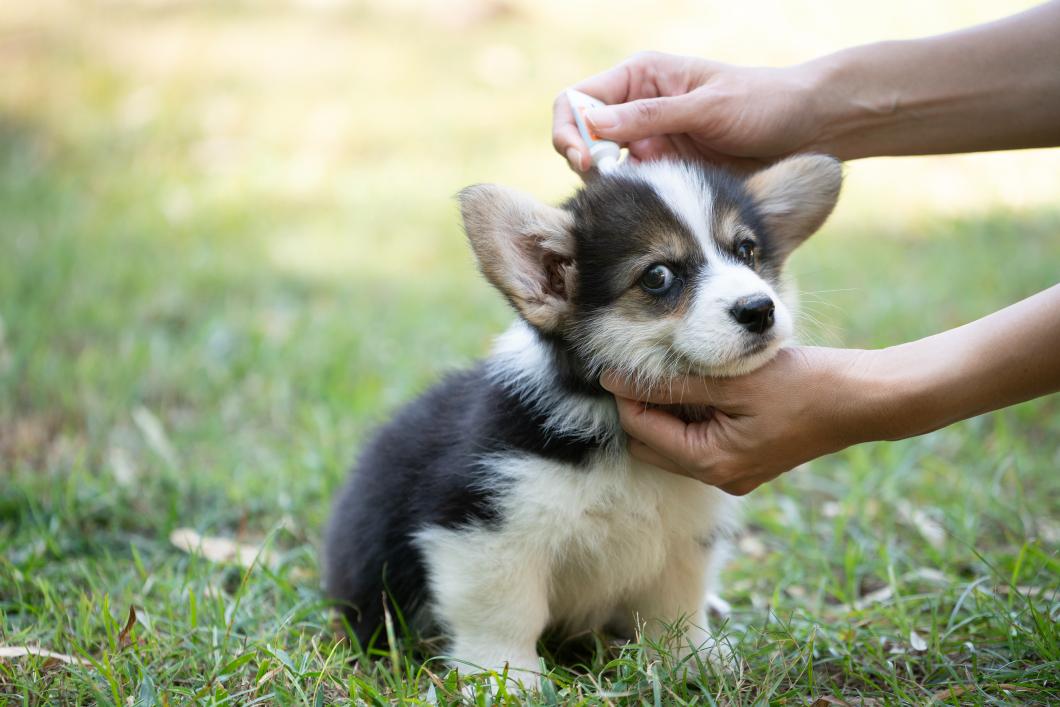 Heartworm Disease and Mosquito Surges After Ozark Storms