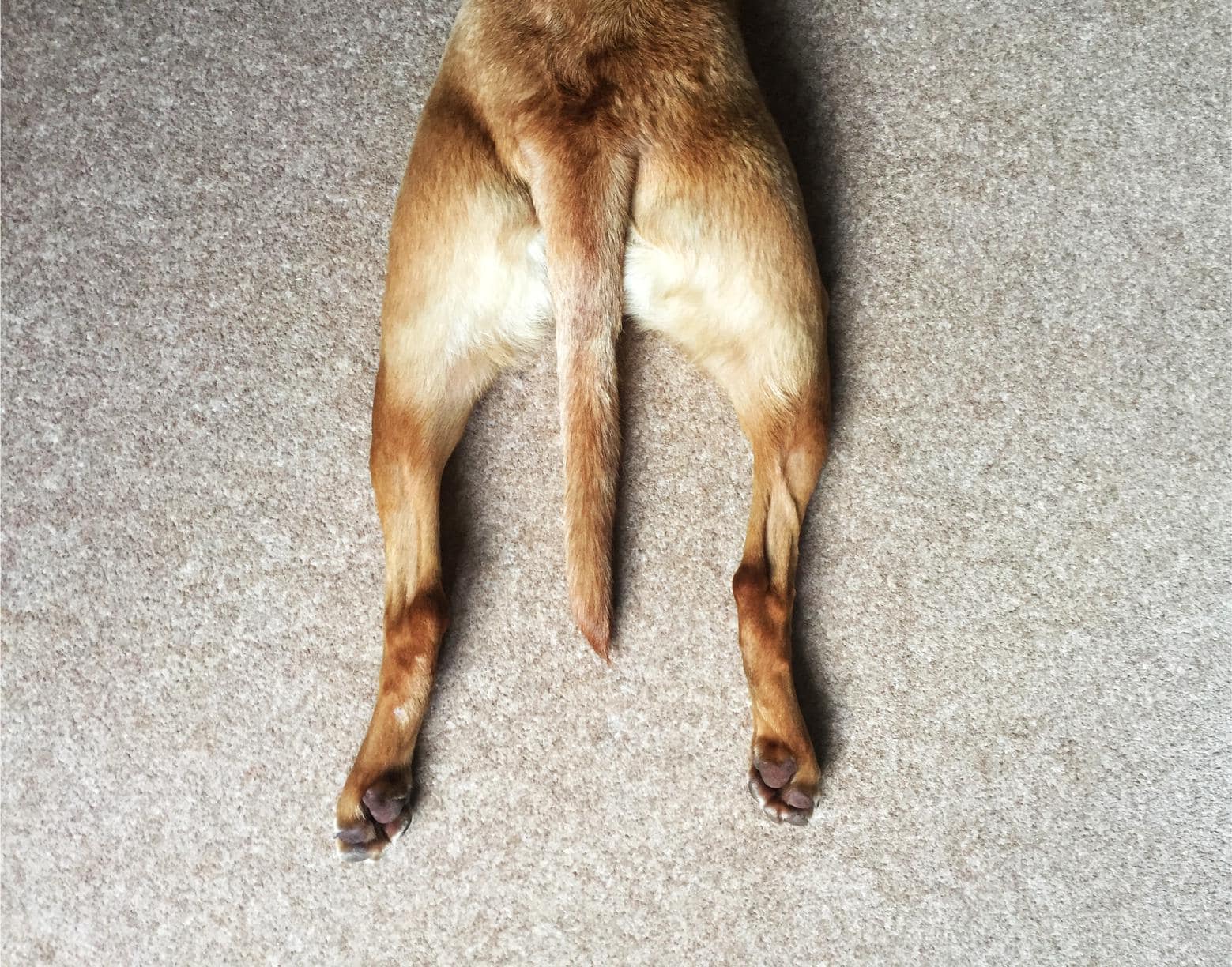 Sudden Hind Limb Weakness in Dogs: Spine vs. Nerve vs. Injury
