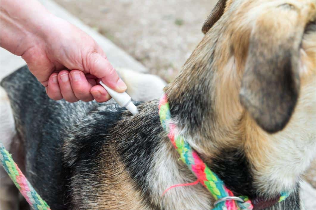 applying parasite prevention on dog.