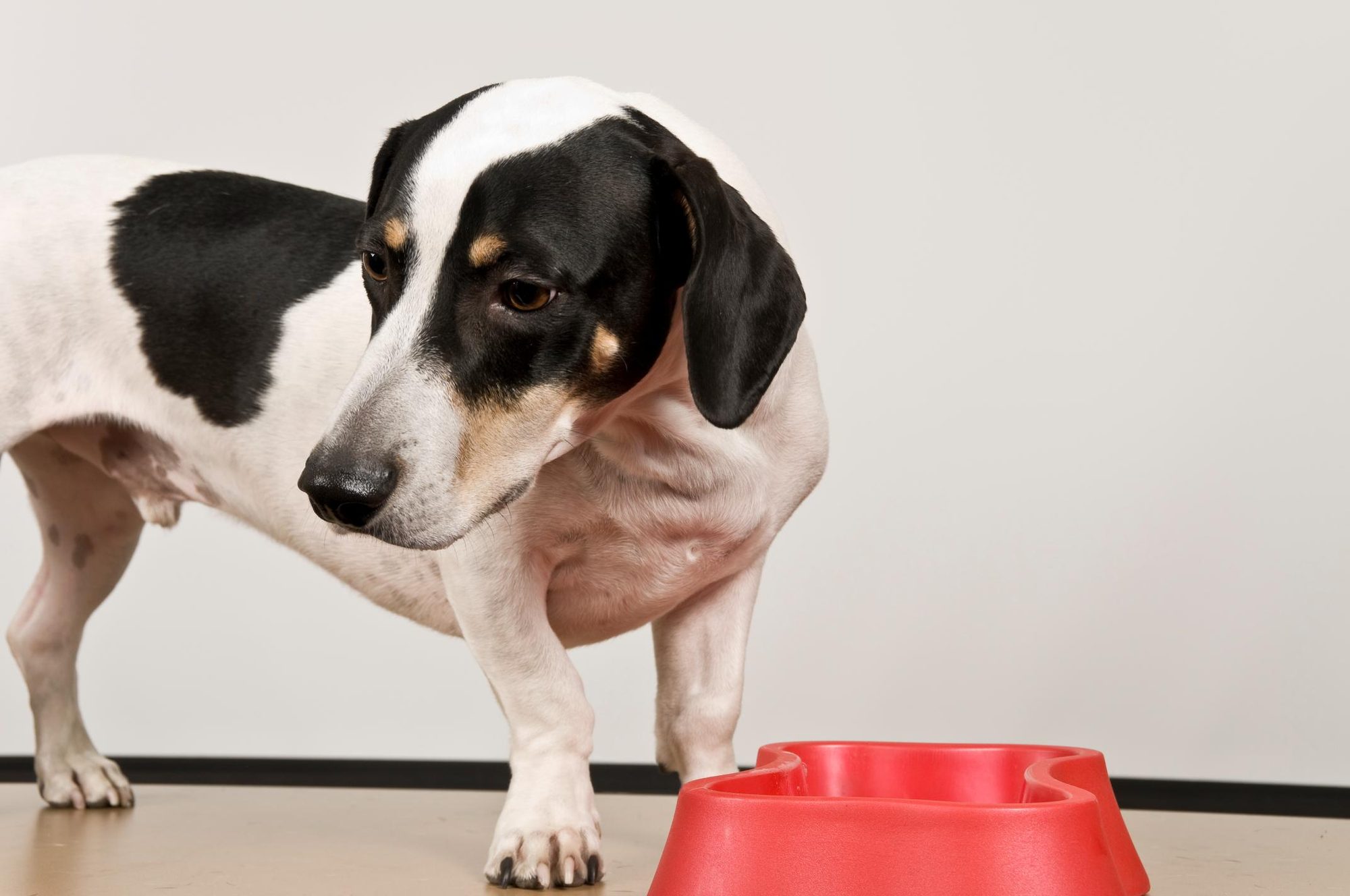 Why Some Dogs Suddenly Become Picky Eaters