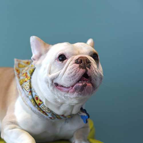 Canine Wellness Services