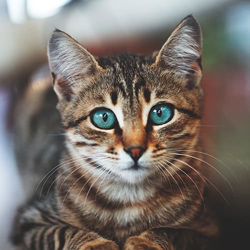 Diagnostics Services