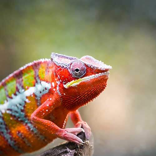 Pocket Pets & Exotics Services