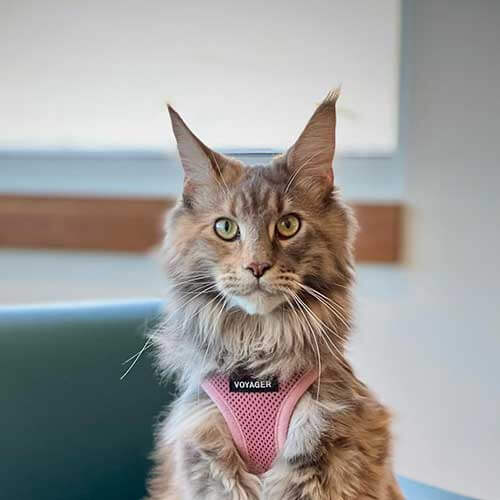 Feline Wellness Services