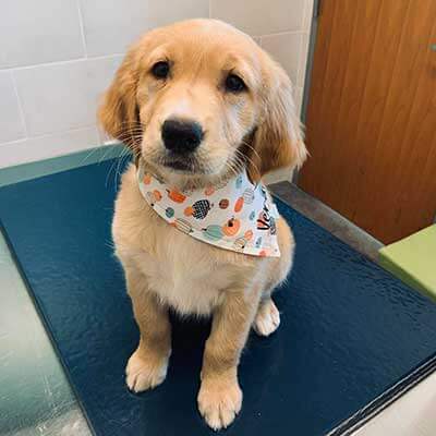 A golden retriever pup A golden retriever pup
