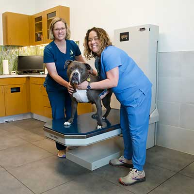 A bulldog being examined A bulldog being examined