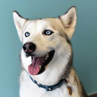 A smiling husky A smiling husky