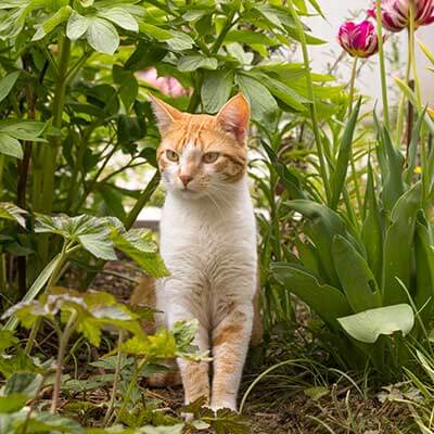 A cat in nature A cat in nature