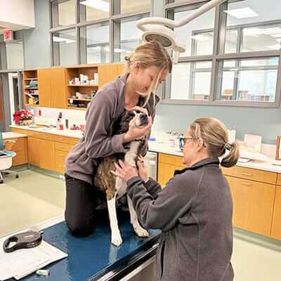 Staff drawing blood from dog Staff drawing blood from dog