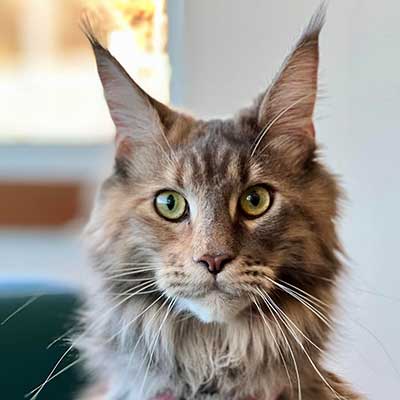 A Maine coon patient A Maine coon patient