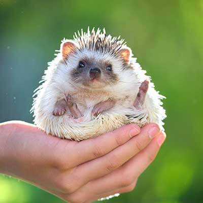 A hedgehog A hedgehog