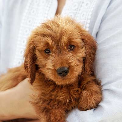 A rust-colored puppy A rust-colored puppy