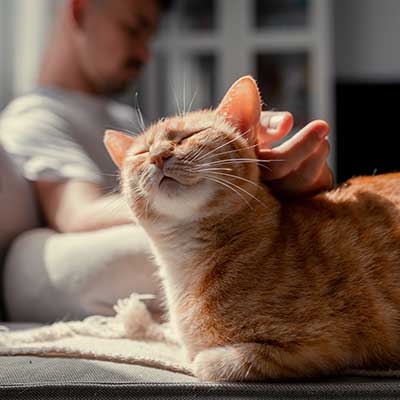 A comfy cat being petted A comfy cat being petted